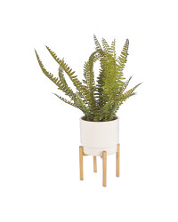 Fern Plant