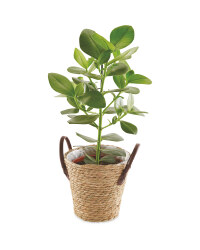 Foliage Basket