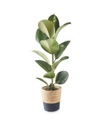 The Green Garden Foliage Basket