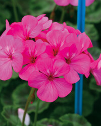 Geranium 2L