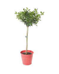 Holly Tree in Zinc Pot