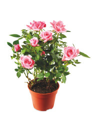 The Green Garden Indoor Mini Rose