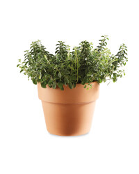 Italian Herbs In Terracotta