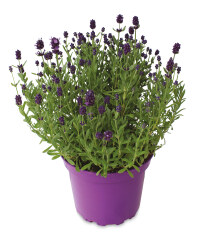Lavender 2L