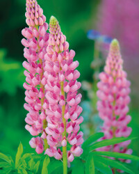 The Green Garden 2L Lupin