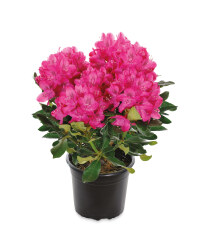 Ornamental Rhododendron