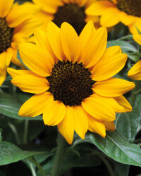 Patio Sunflower 2L