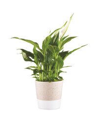Peace Lily