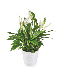 The Green Garden Lily In Ceramic