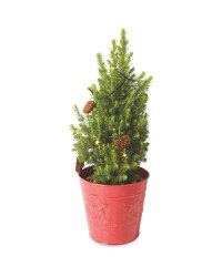 Small Picea Tree With Lights