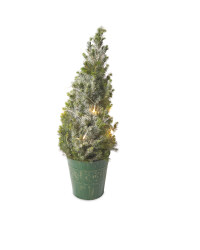 Large Picea Tree With Lights