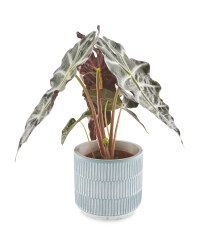 Plants For Home