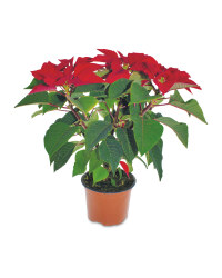 Poinsettia