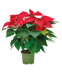 Poinsettia In Sleeve