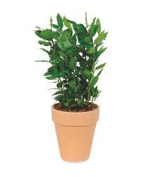 Potted Herbs