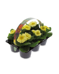 Primulas 6 Pack