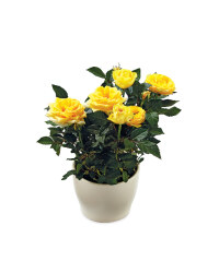 Rose In Ceramic Pot 10.5cm