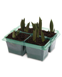 Spring Bulb Collection 4 Pk
