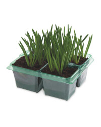 Spring Bulb Collection 4 Pack