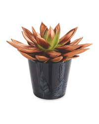 Succulent In Ceramic
