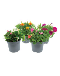 Summer Bedding Pots 2L