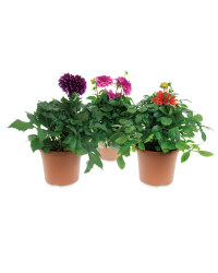The Green Garden Summer Patio Pot