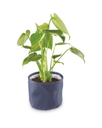 Summer Tropics Foliage
