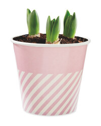 Tête-à-Tête Cup