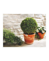 The Green Garden Buxus Ball