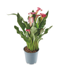 The Green Garden Calla Lily 13cm