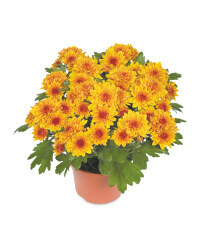 The Green Garden Chrysanthemum