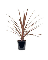 The Green Garden Cordyline