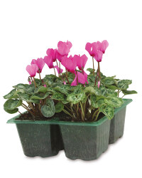 The Green Garden Cyclamen 4 Pack