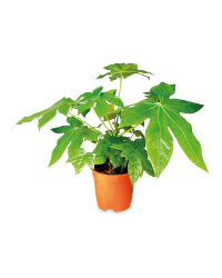 The Green Garden Foliage
