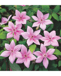 The Green Garden Hybrid Clematis