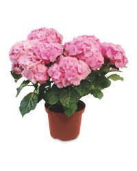 The Green Garden Hydrangea