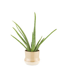 The Green Garden Kitchen Foliage