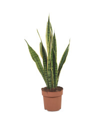 The Green Garden Large Foliage Plant