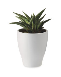 The Green Garden Mini Succulent
