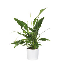 The Green Garden Peace Lily