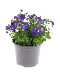 The Green Garden Perennials