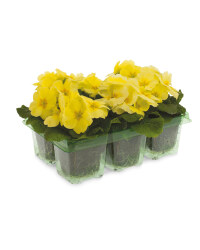 The Green Garden Primula 6 Pack