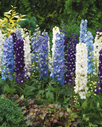 The Green Garden Summer Perennial