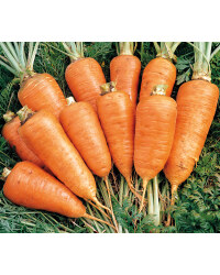 Vegetable Plants 10 Pack
