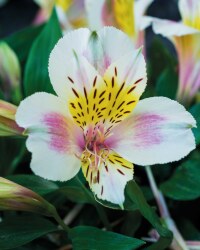 Alstroemeria Princess Lilies