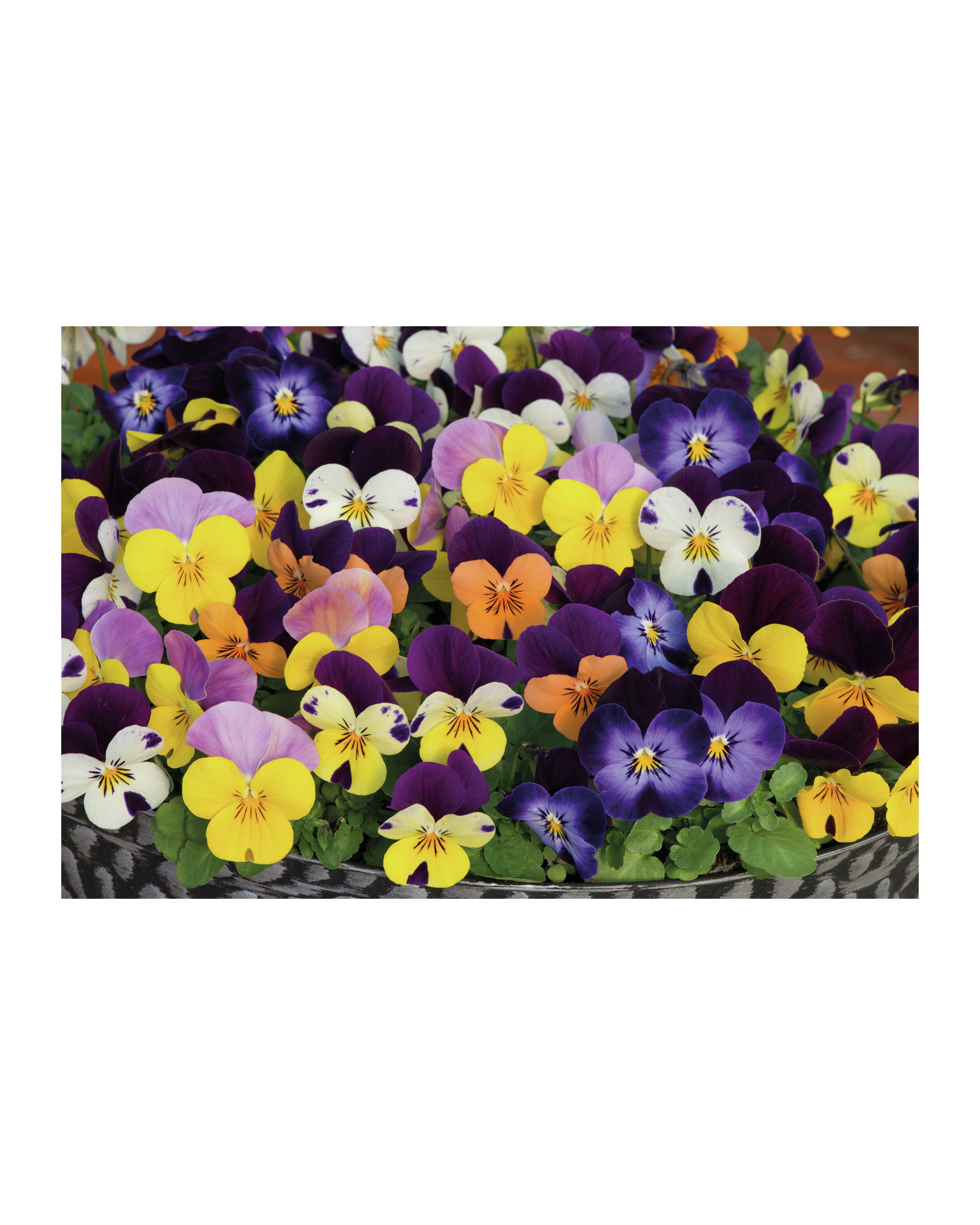 Autumn Bedding 20 Pack ALDI UK