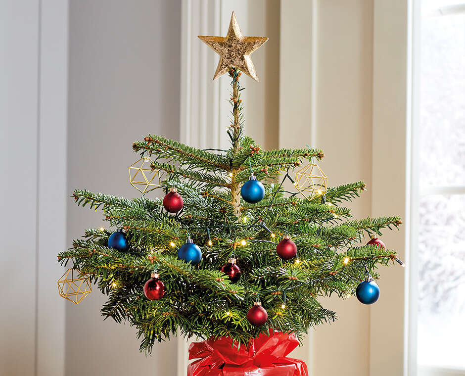 Real Christmas Trees ALDI UK