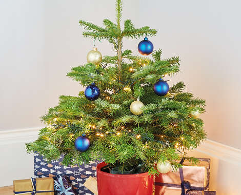 Real Christmas Trees - ALDI UK
