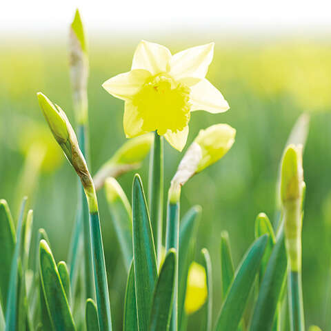 Plants and Flowers ALDI UK Plants and Flowers ALDI UK
