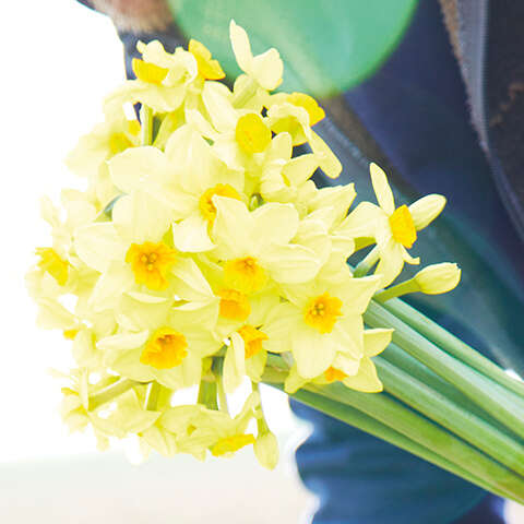 Plants and Flowers ALDI UK Plants and Flowers ALDI UK